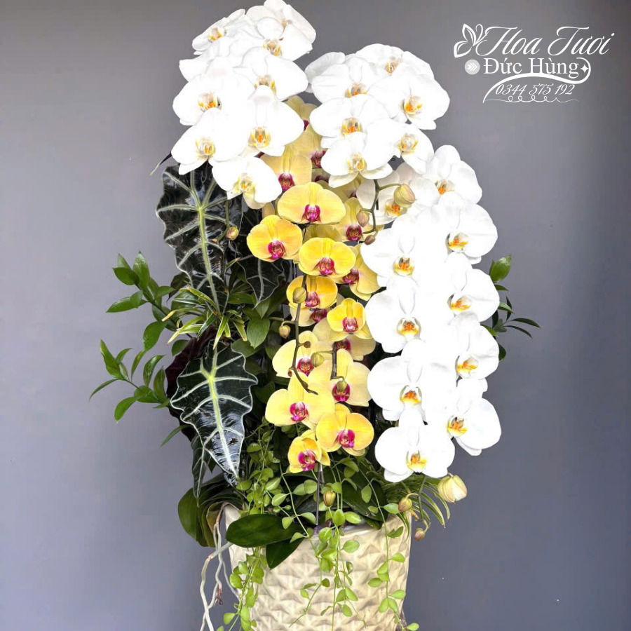 Chậu Lan Hồ Điệp Huy Hoàng